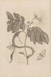 Dissertatio de generatione et metamorphoses des insectes surinamens Pl51 - Maria Sibylla Merian — artwork view