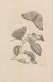 Dissertatio de generatione et metamorphoses des insectes surinamens Pl53 - Maria Sibylla Merian — artwork view