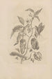 Dissertatio de generatione et metamorphoses des insectes surinamens Pl55 - Maria Sibylla Merian — artwork view