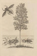 Dissertatio de generatione et metamorphoses des insectes surinamens Pl56 - Maria Sibylla Merian — artwork view