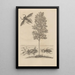 Dissertatio de generatione et metamorphoses des insectes surinamens Pl56 - Maria Sibylla Merian — framed artwork on a wall