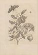 Dissertatio de generatione et metamorphoses des insectes surinamens Pl57 - Maria Sibylla Merian — artwork view