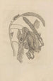Dissertatio de generatione et metamorphoses des insectes surinamens Pl58 - Maria Sibylla Merian — artwork view