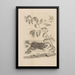 Dissertatio de generatione et metamorphoses des insectes surinamens Pl59 - Maria Sibylla Merian — framed artwork on a wall