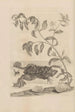 Dissertatio de generatione et metamorphoses des insectes surinamens Pl59 - Maria Sibylla Merian — artwork view