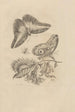 Dissertatio on the generation and metamorphosis of Surinamese insects - Maria Sibylla Merian — artwork view