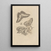 Dissertatio on the generation and metamorphosis of Surinamese insects - Maria Sibylla Merian — framed artwork on a wall