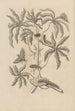 Dissertatio de generatione et metamorphoses des insectes surinamens Pl61 - Maria Sibylla Merian — artwork view