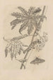 Dissertatio de generatione et metamorphoses des insectes surinamens Pl62 - Maria Sibylla Merian — artwork view