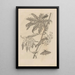 Dissertatio de generatione et metamorphoses des insectes surinamens Pl62 - Maria Sibylla Merian — framed artwork on a wall