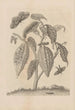 Dissertatio de generatione et metamorphoses des insectes surinamens Pl63 - Maria Sibylla Merian — artwork view