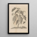 Dissertatio de generatione et metamorphoses des insectes surinamens Pl63 - Maria Sibylla Merian — framed artwork on a wall