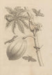 Dissertatio de generatione et metamorphoses des insectes surinamens Pl64 - Maria Sibylla Merian — artwork view