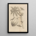 Dissertatio de generatione et metamorphoses des insectes surinamens Pl64 - Maria Sibylla Merian — framed artwork on a wall