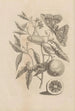 Dissertatio de generatione et metamorphoses des insectes surinamens Pl65 - Maria Sibylla Merian — artwork view