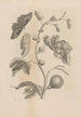 Dissertatio de generatione et metamorphoses des insectes surinamens Pl67 - Maria Sibylla Merian — artwork view