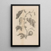 Dissertatio de generatione et metamorphoses des insectes surinamens Pl67 - Maria Sibylla Merian — framed artwork on a wall
