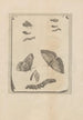 Dissertatio de generatione et metamorphoses des insectes surinamens Pl68 - Maria Sibylla Merian — artwork view