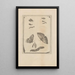 Dissertatio de generatione et metamorphoses des insectes surinamens Pl68 - Maria Sibylla Merian — framed artwork on a wall