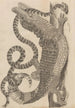 Dissertatio de generatione et metamorphoses des insectes surinamens Pl69 - Maria Sibylla Merian — artwork view