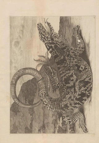 Maria Sibylla Merian - Dissertatio de generatione et metamorphosibus insectorum surinamensium Pl70.webp