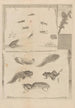 Dissertatio de generatione et metamorphosibus insectorum surinamensium Pl71 - Maria Sibylla Merian — artwork view