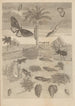 Dissertatio de generatione et metamorphosibus insectorum surinamensium Pl72 - Maria Sibylla Merian — artwork view
