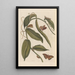 Dissertation sur la génération et les transformations des insectes de Surinam Pl01 - Maria Sibylla Merian — framed artwork on a wall