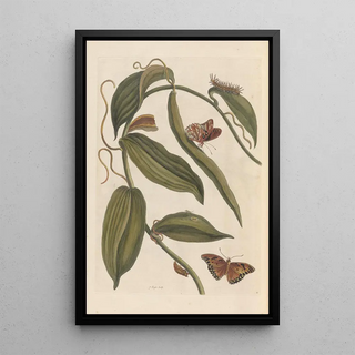 Maria Sibylla Merian - Dissertation sur la generation et les transformations des insectes de Surinam Pl01.webp