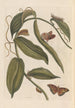 Dissertation sur la génération et les transformations des insectes de Surinam Pl01 - Maria Sibylla Merian — artwork view