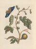 Dissertation sur la génération et les transformations des insectes de Surinam Pl03 - Maria Sibylla Merian — artwork view