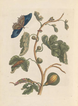 Maria Sibylla Merian - Dissertation sur la generation et les transformations des insectes de Surinam Pl03.webp