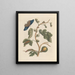 Dissertation sur la génération et les transformations des insectes de Surinam Pl03 - Maria Sibylla Merian — framed artwork on a wall