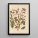 Dissertation on the generation and transformations of insects from Suriname Pl04 - Maria Sibylla Merian — framed artwork on a wall