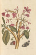 Dissertation on the generation and transformations of insects from Suriname Pl04 - Maria Sibylla Merian — artwork view