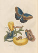 Dissertation on the generation and transformations of insects from Suriname Pl05 - Maria Sibylla Merian — artwork view