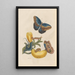 Dissertation on the generation and transformations of insects from Suriname Pl05 - Maria Sibylla Merian — framed artwork on a wall