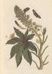 Dissertation on the generation and transformations of insects from Suriname Pl06 - Maria Sibylla Merian — artwork view