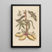 Dissertation sur la génération et les transformations des insectes de Surinam Pl07 - Maria Sibylla Merian — framed artwork on a wall