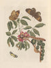 Dissertation sur la génération et les transformations des insectes de Surinam Pl08 - Maria Sibylla Merian — artwork view