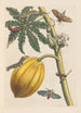 Dissertation sur la génération et les transformations des insectes de Surinam Pl09 - Maria Sibylla Merian — artwork view