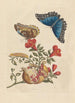 Dissertation on the generation and transformations of insects from Suriname Pl10 - Maria Sibylla Merian — artwork view