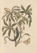 Dissertation sur la génération et les transformations des insectes de Surinam Pl11 - Maria Sibylla Merian — artwork view