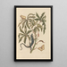 Dissertation sur la génération et les transformations des insectes de Surinam Pl11 - Maria Sibylla Merian — framed artwork on a wall