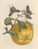 Dissertation sur la génération et les transformations des insectes de Surinam Pl12 - Maria Sibylla Merian — artwork view