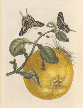 Maria Sibylla Merian - Dissertation sur la generation et les transformations des insectes de Surinam Pl12.webp
