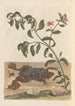 Dissertation sur la génération et les transformations des insectes de Surinam Pl13 - Maria Sibylla Merian — artwork view