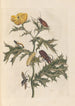 Dissertation on the generation and transformations of insects from Suriname Pl14 - Maria Sibylla Merian — artwork view