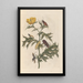 Dissertation on the generation and transformations of insects from Suriname Pl14 - Maria Sibylla Merian — framed artwork on a wall