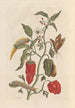Dissertation on the generation and transformations of insects from Suriname Pl15 - Maria Sibylla Merian — artwork view